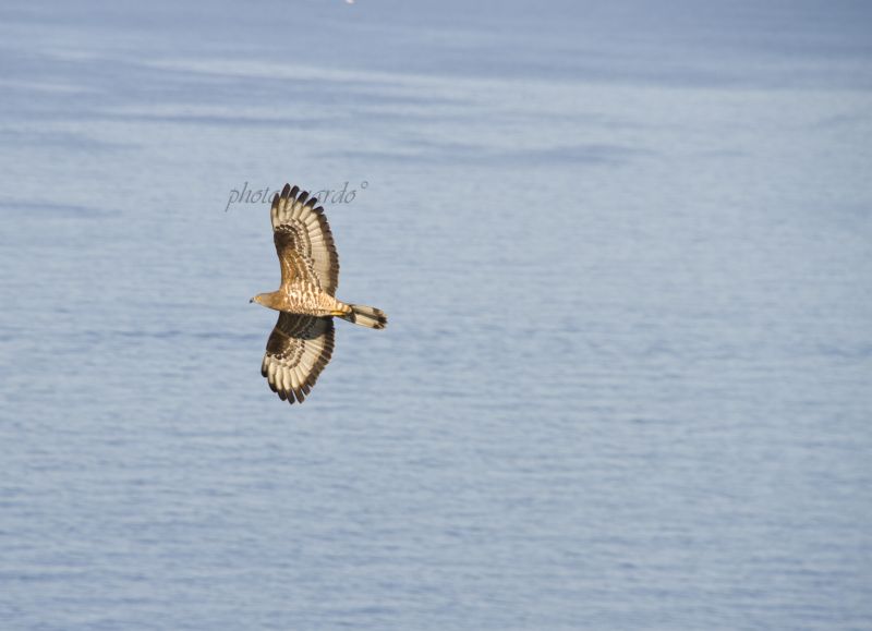 Aiuto....poiana?...sembra di si...sembra di no